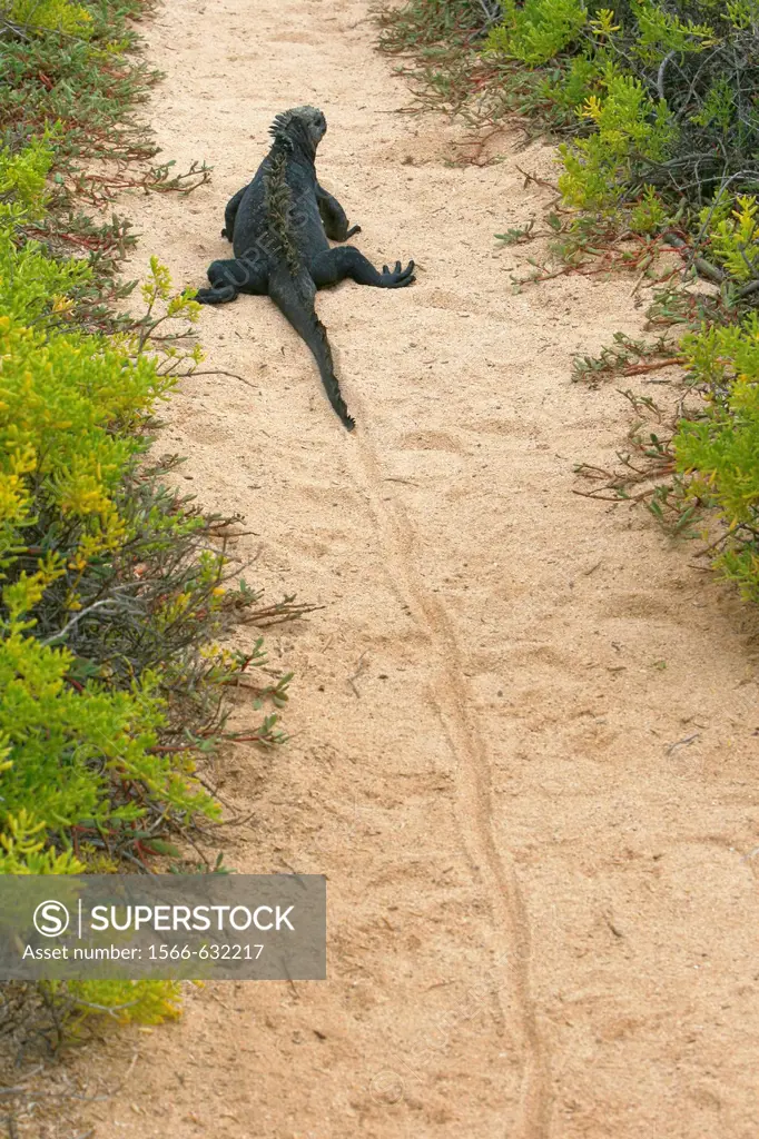 The endemic marine iguana Amblyrhynchus cristatus showing trail left by the weight of its tail in the Galapagos Island Group, Ecuador  This is the onl...