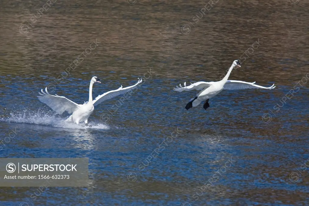 Adult trumpeter swans Cygnus buccinator on the Yellowstone River in Yellowstone National Park, Wyoming, USA