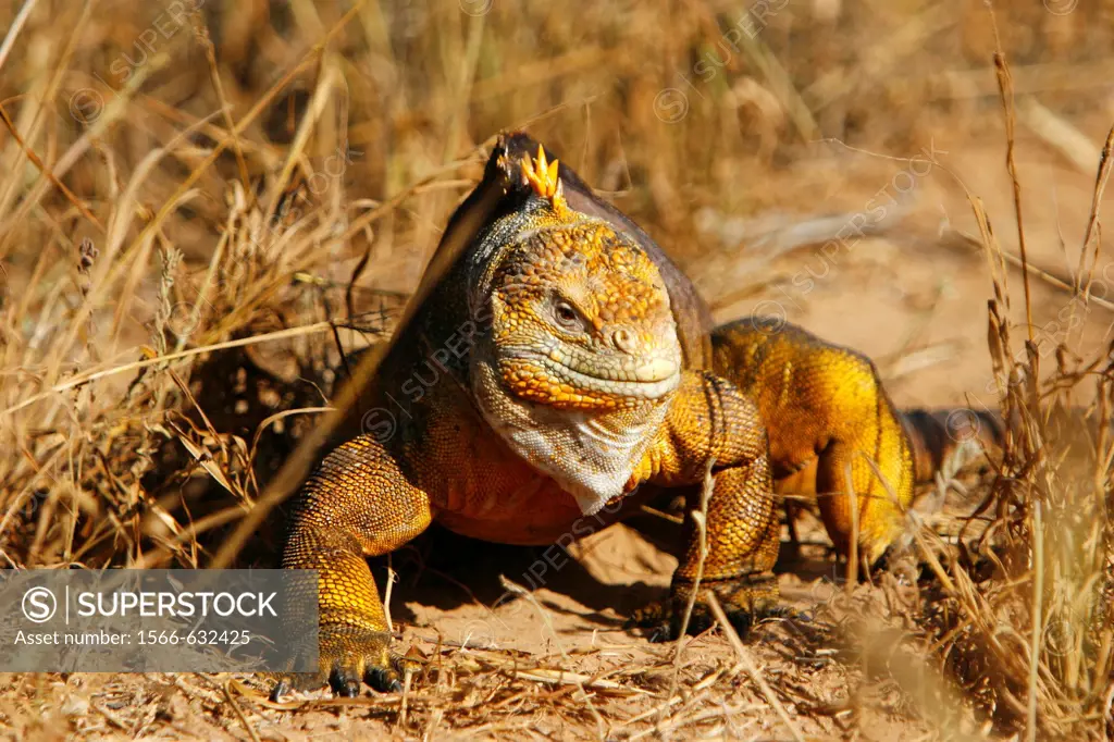 The very colorful Galapagos land iguana Conolophus subcristatus in the Galapagos Island Archipelago, Ecuador  This large land iguana is endemic to the...