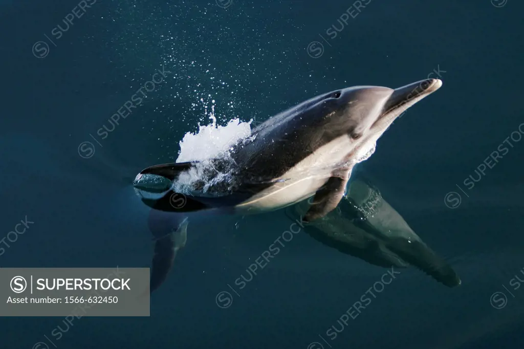 Long-beaked Common Dolphin Delphinus capensis leaping in the Gulf of California Sea of Cortez, Mexico