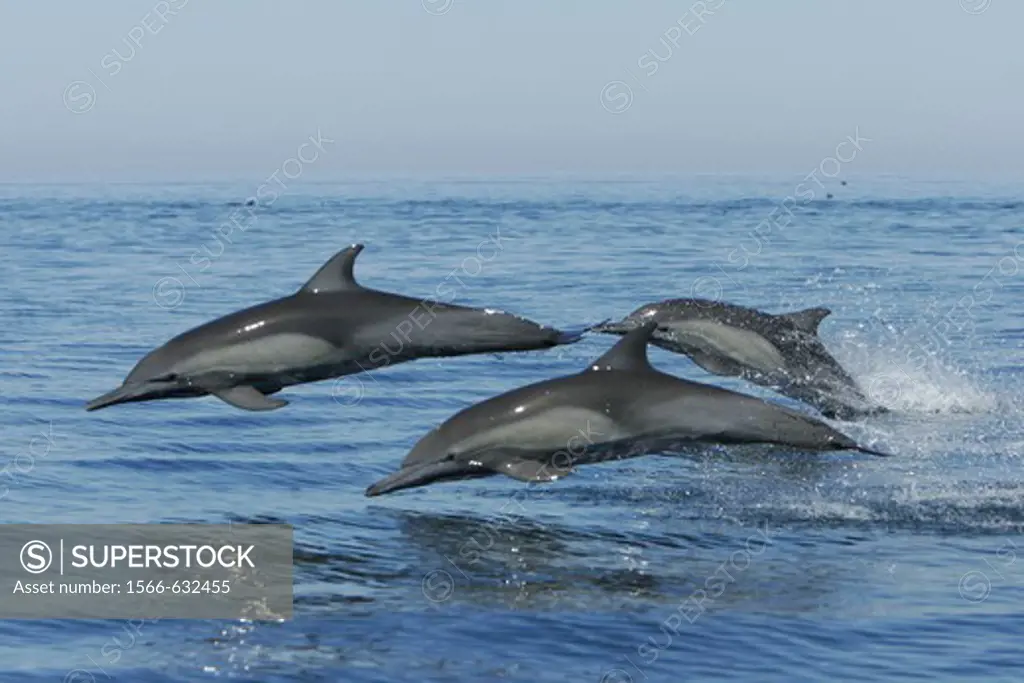 Long-beaked Common Dolphin Delphinus capensis in the northern Gulf of California Sea of Cortez, Mexico