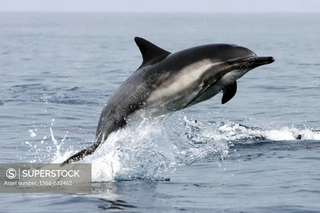 Short-beaked Common Dolphin Delphinus delphis leaping offshore in Santa Monica Bay, Southern California, USA  Pacific Ocean