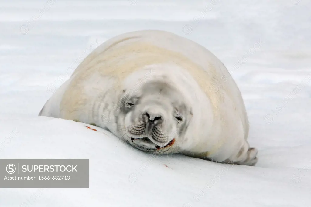 Adult crabeater seal Lobodon carcinophaga hauled out on an ice floe near Petermann Island near the Antarctic Peninsula