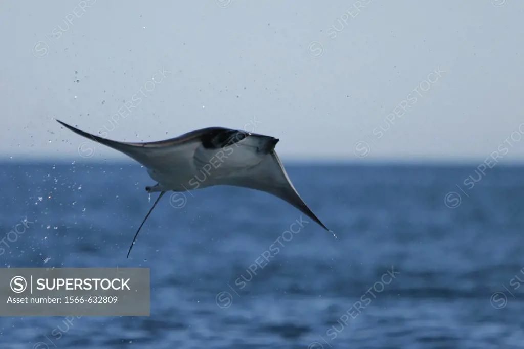 Adult Spinetail Mobula Mobula japanica leaping out of the water in the upper Gulf of California Sea of Cortez, Mexico  Note the long whip-like tail lo...