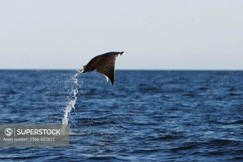 Adult Spinetail Mobula Mobula japanica leaping out of the water in the upper Gulf of California Sea of Cortez, Mexico  Note the long whip-like tail lo...