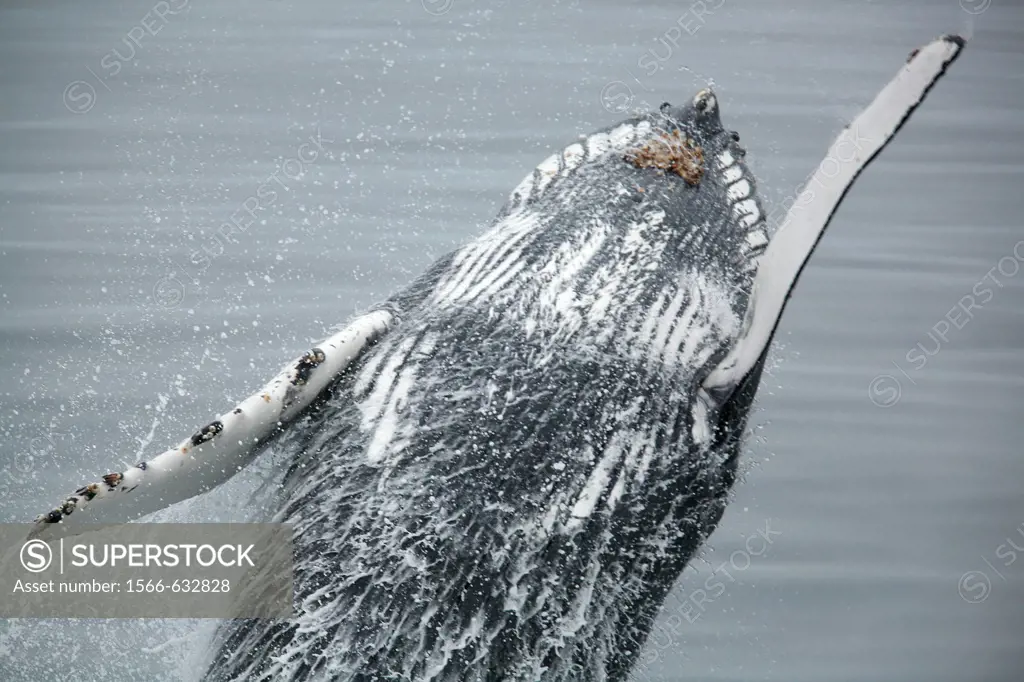 Adult humpback whale Megaptera novaeangliae breaching in Dallmann Bay near the Antarctic Peninsula