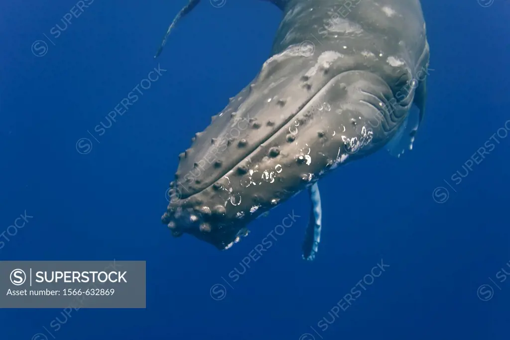 Humpback whale Megaptera novaeangliae underwater in the AuAu Channel separating Maui from Lanai, Hawaii  Pacific Ocean