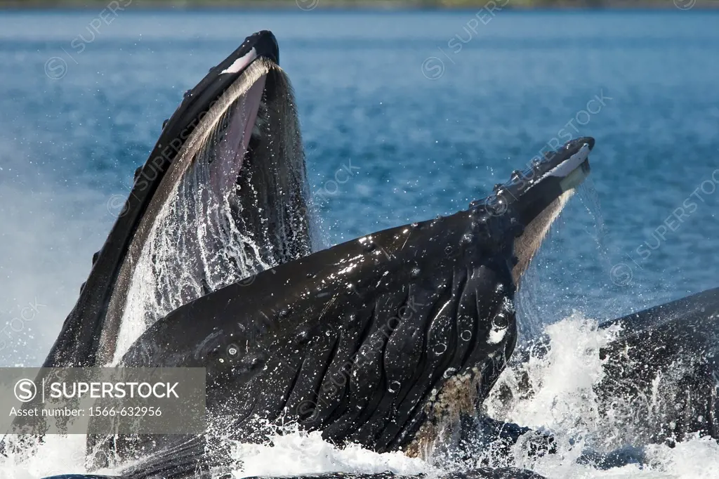 A group of adult humpback whales Megaptera novaeangliae co-operatively ´bubble-net´ feeding along the west side of Chatham Strait in Southeast Alaska,...