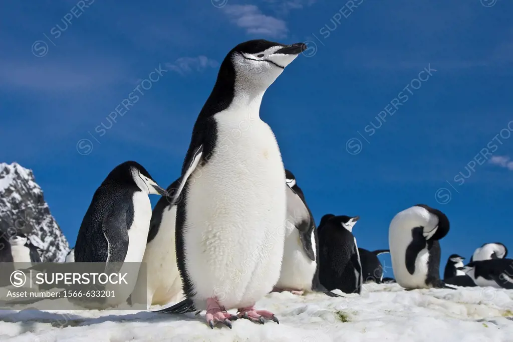 Chinstrap penguin Pygoscelis antarctica colony near Point Wild on Elephant Island in the South Shetland Islands  This is where Sir Ernest Shackleton´s...