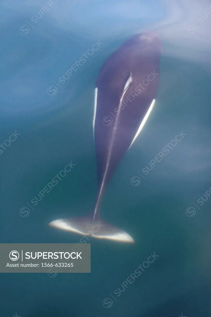 Adult Dall´s porpoise Phocoenoides dalli surfacing in Chatham Strait, Southeast Alaska, USA  This porpoise often casts a ´roostertail´ of water in fro...