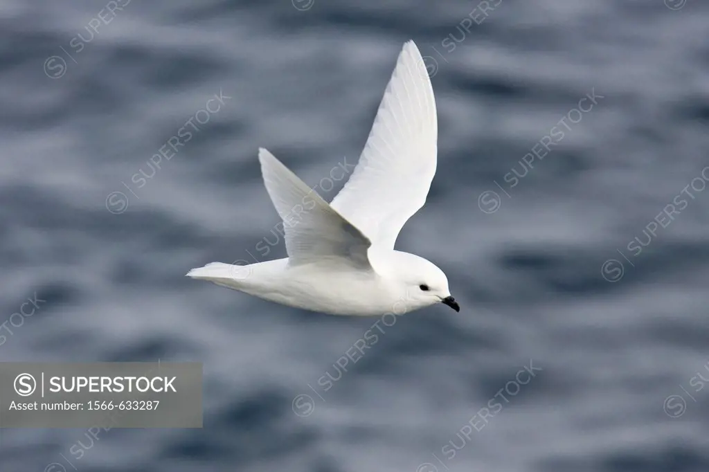 Adult snow petrel Pagodroma nivea on the wing in Crystal Sound below the Antarctic Circle, close to the Antarctic peninsula  This all-white petrel has...