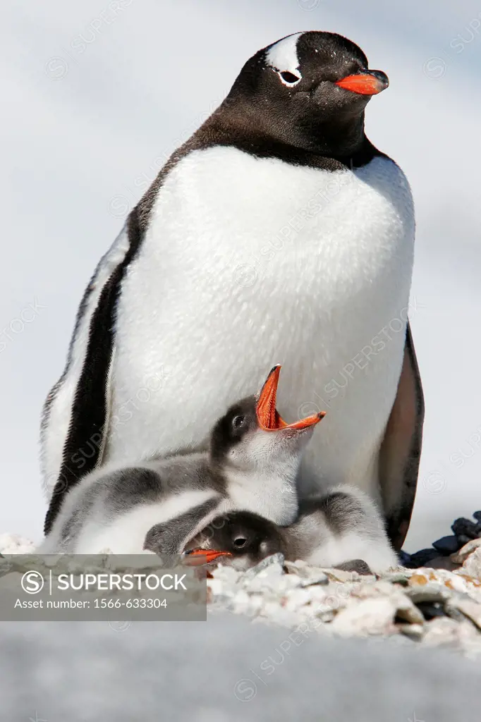 Gentoo penguin Pygoscelis papua parent with two downy chicks on Pleneau Island, near the Antarctic Peninsula