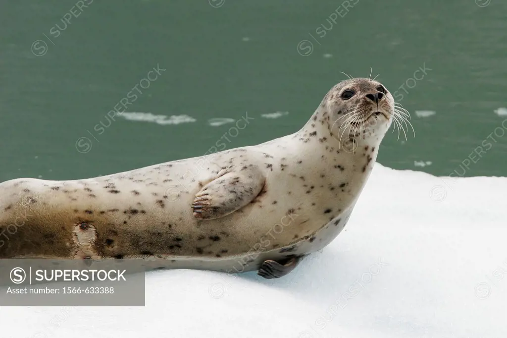 Harbor Seal Phoca vitulina mother note the wet nipples where her pup has been nursing on ice calved from the Sawyer Glaciers in Tracy arm, Southeast A...