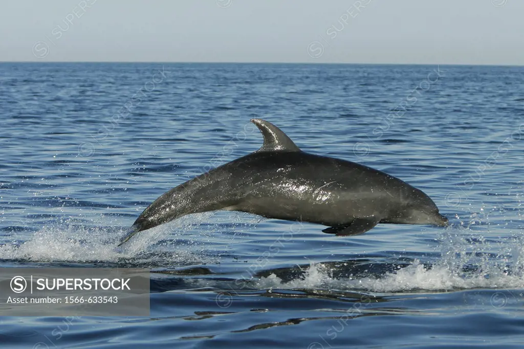 Off shore Bottlenose Dolphin Tursiops truncatus in deep offshore waters of the northern Gulf of California Sea of Cortez, Mexico