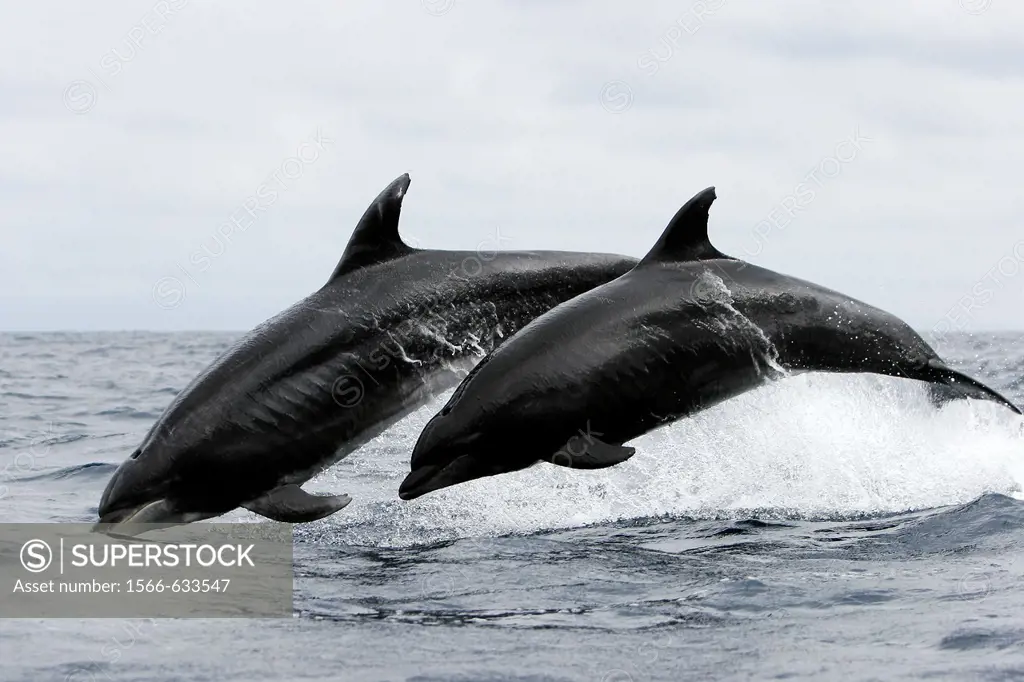 Offshore Bottlenose dolphin pair Tursiops truncatus leaping near Catalina Island in southern California, USA  Pacific Ocean