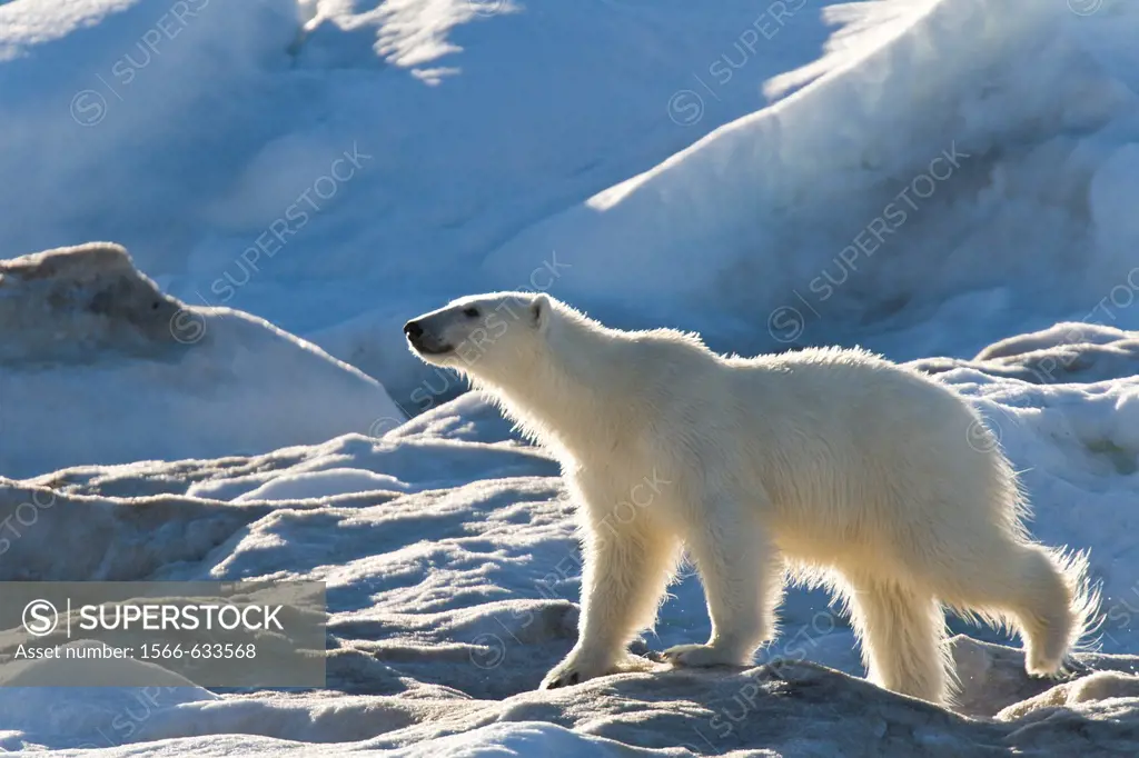 Polar bear Ursus maritimus on multi-year ice floes in the Barents Sea off the eastern coast of Edge¯ya Edge Island in the Svalbard Archipelago, Norway