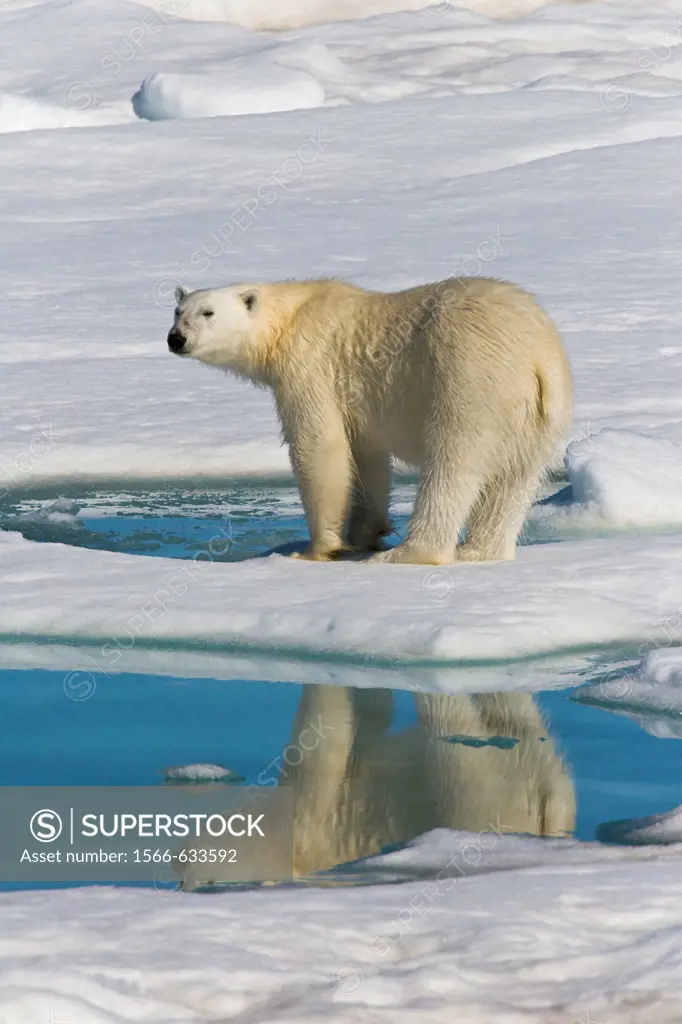 Adult polar bear Ursus maritimus reflected in melt water pool on multi-year ice floes in the Barents Sea off the eastern coast of Edge¯ya Edge Island ...