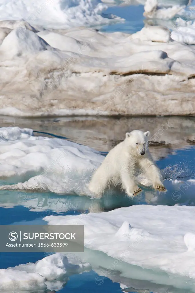 A young polar bear Ursus maritimus leaping from ice floe to ice floe on multi-year ice floes in the Barents Sea off the eastern coast of Edge¯ya Edge ...