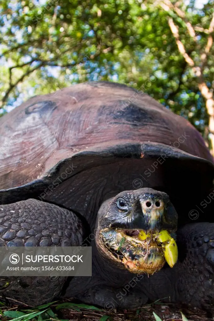Wild Galapagos giant tortoise (Geochelone elephantopus) feeding on fallen passion fruit on the upslope grasslands of Santa Cruz Island in the Galapago...