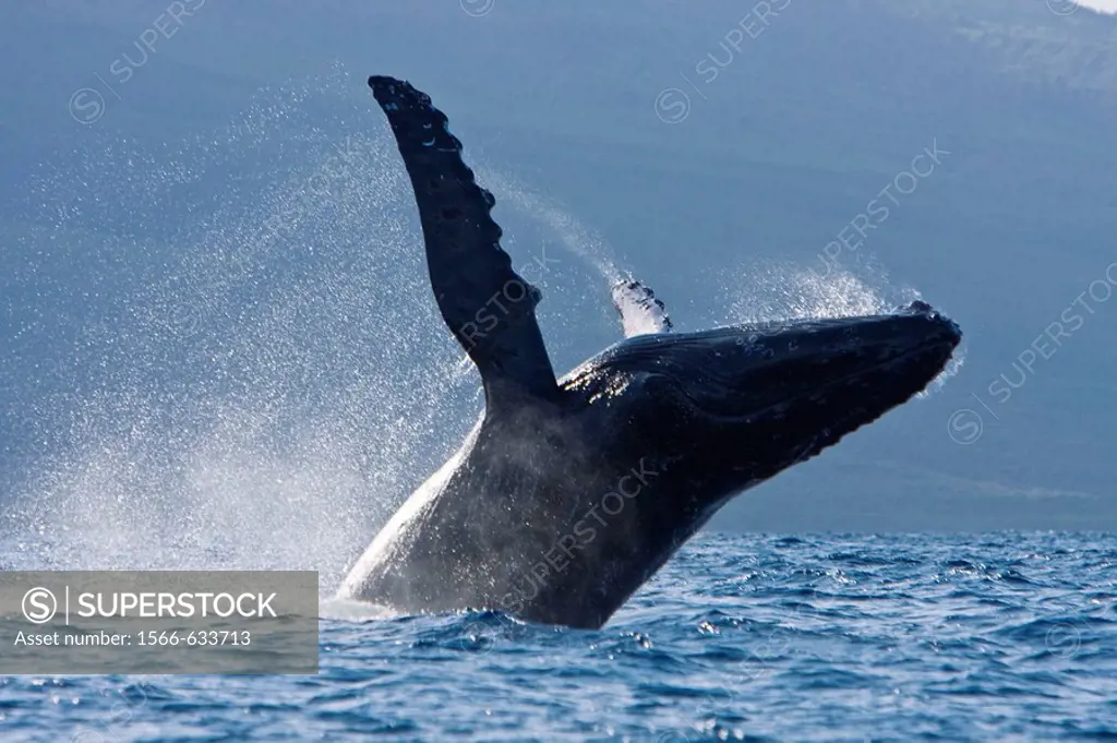 Adult humpback whale (Megaptera novaeangliae) breaching in the AuAu Channel between the islands of Maui and Lanai, Hawaii, USA. Each year humpback wha...