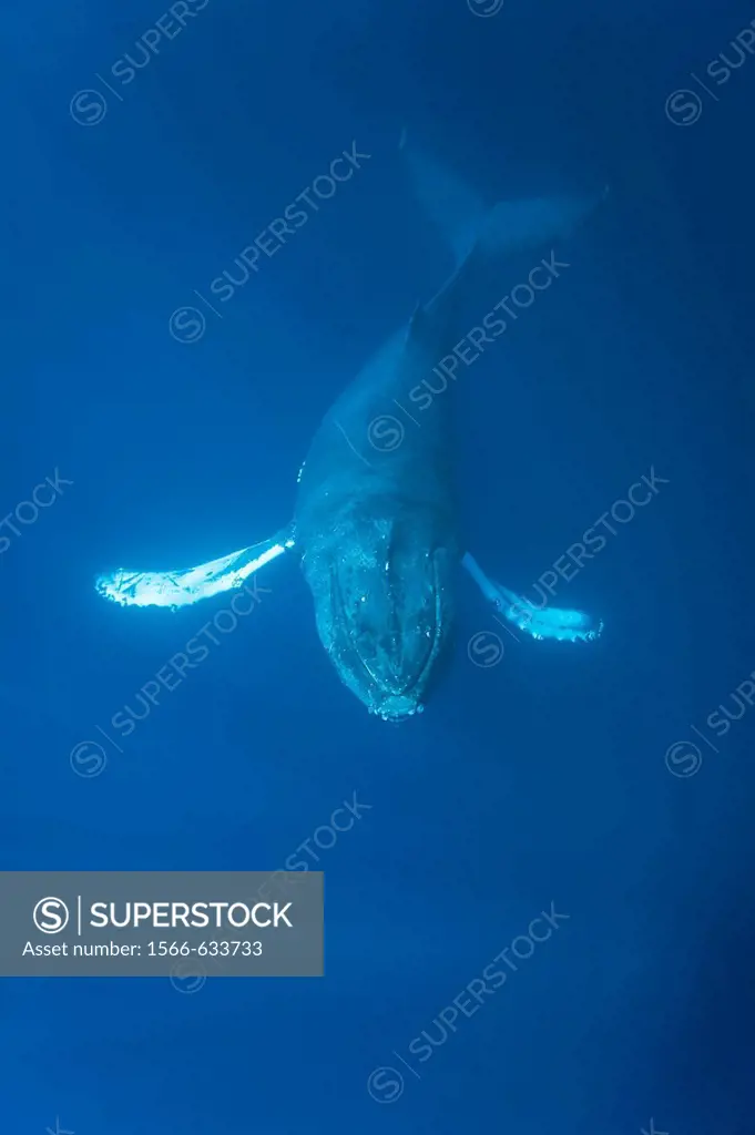 A curious adult humpback whale (Megaptera novaeangliae) approaches the boat underwater in the AuAu Channel between the islands of Maui and Lanai, Hawa...