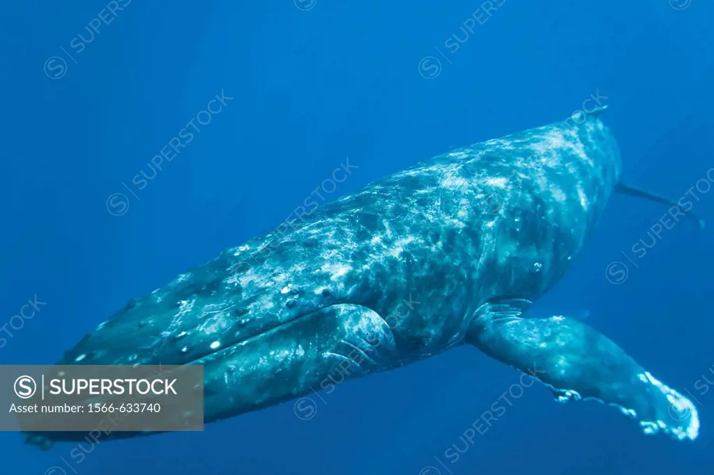 Adult humpback whale (Megaptera novaeangliae) underwater in the AuAu Channel between the islands of Maui and Lanai, Hawaii, USA. Each year humpback wh...