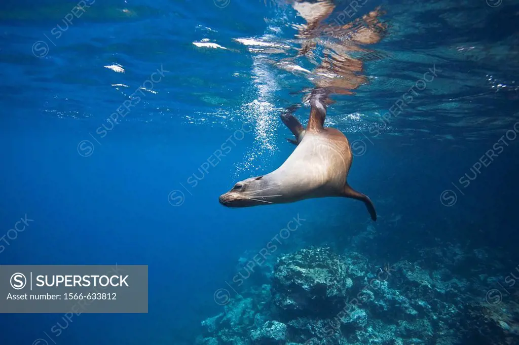 Galapagos sea lion Zalophus wollebaeki underwater in the Galapagos Island Group, Ecuador  Pacific Ocean
