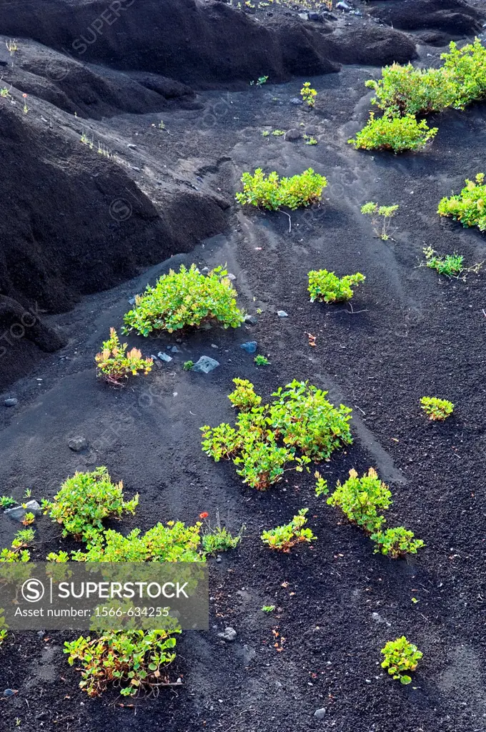 El Hierro, Canary Islands  Geology  Black volcanic screes rock sand on slopes north of Lomo del Trebol near Sabinosa