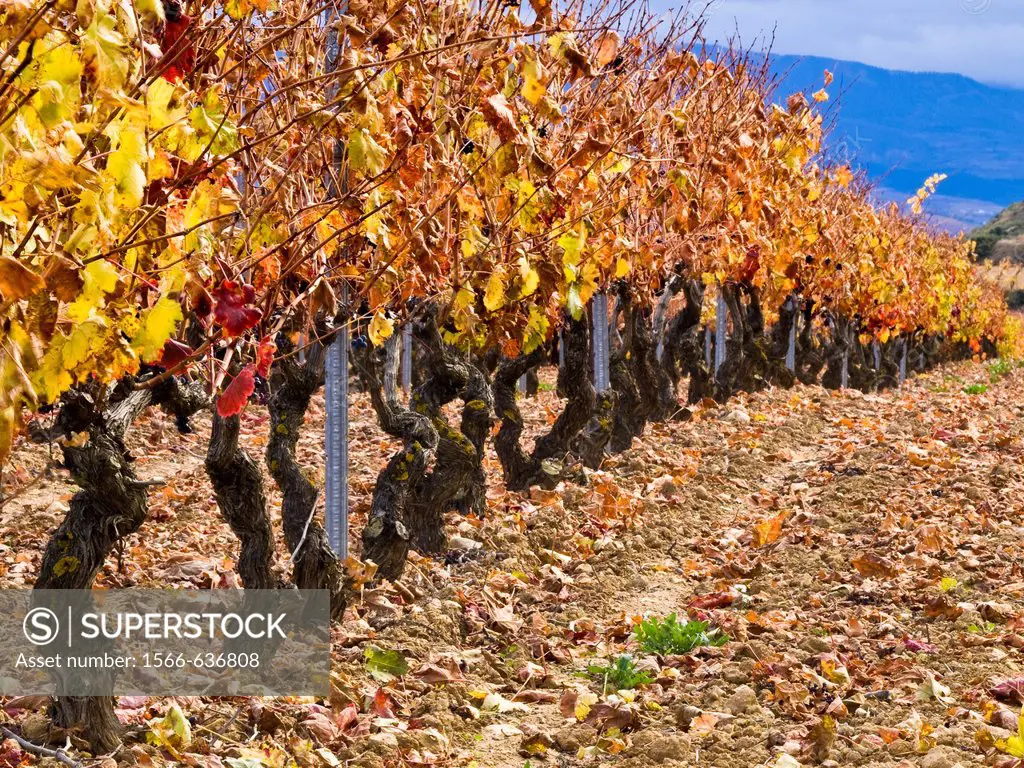 Vineyards in autumn near Laguardia - Rioja Alavesa - Euskadi - Spain