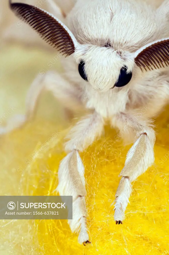 Silkworm moth (Bombyx mori)