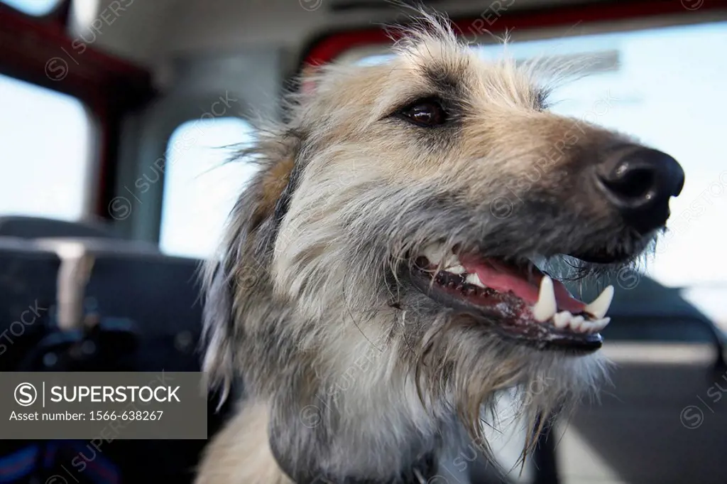 Close-up of dog in the back of a car