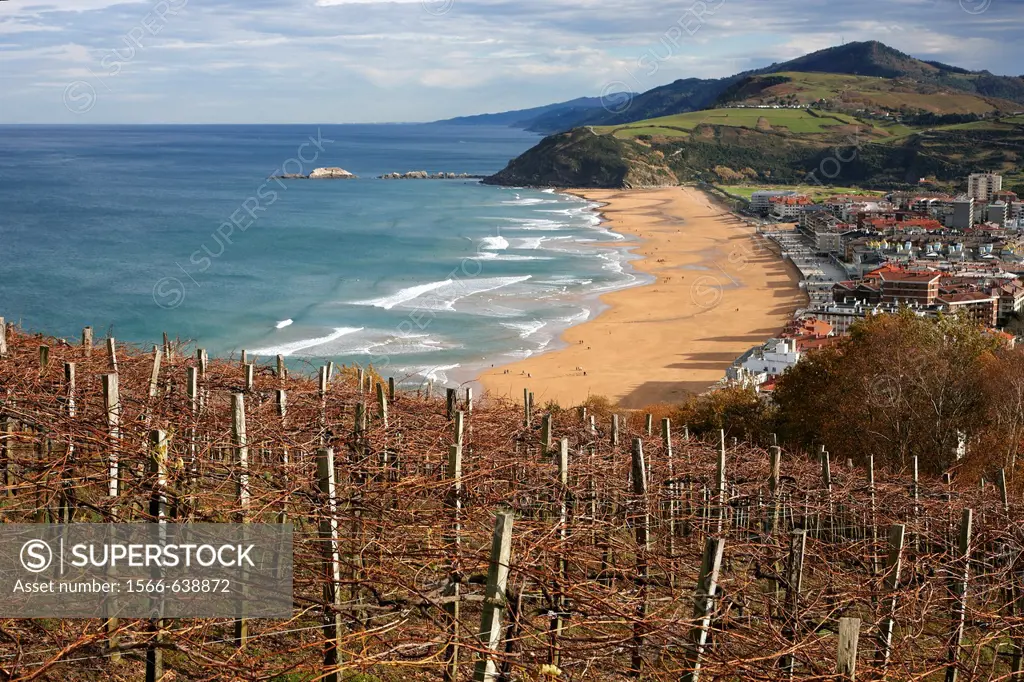 Viñas de txakoli frente al mar, Zarauz Zarautz, Guipuzcoa Gipuzkoa Basque Country Euskadi, Spain España