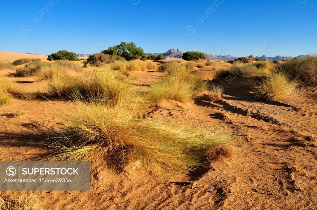 vegetation on sanddunes at Erg Admer, Wilaya Illizi, Algeria, Sahara, North Africa