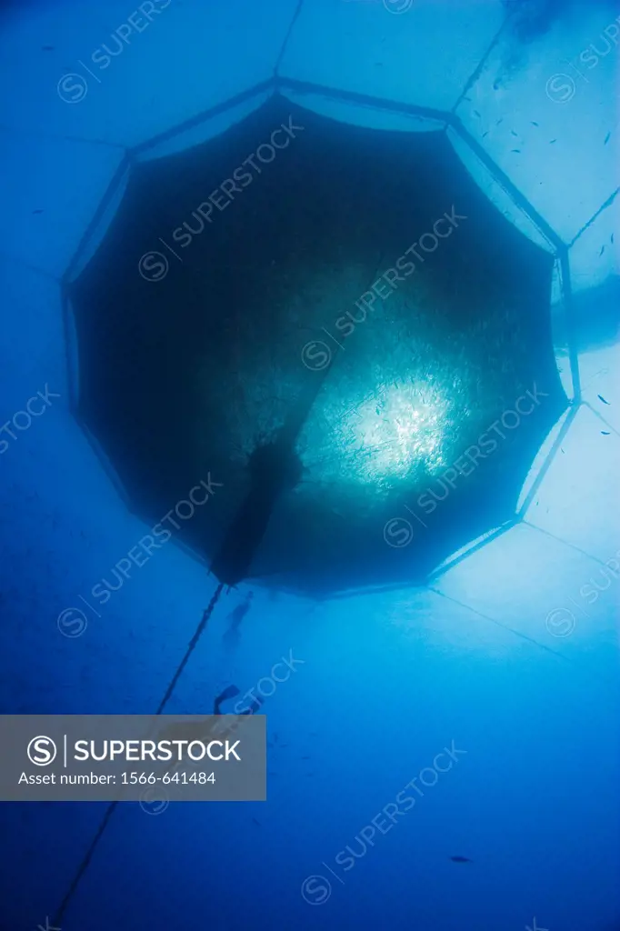 scuba diving worker and 3,000-cubic-meter submersible fish pen installed in open ocean just off Kona Coast to raise Kona Kampachi, Hawaiian yellowtail...