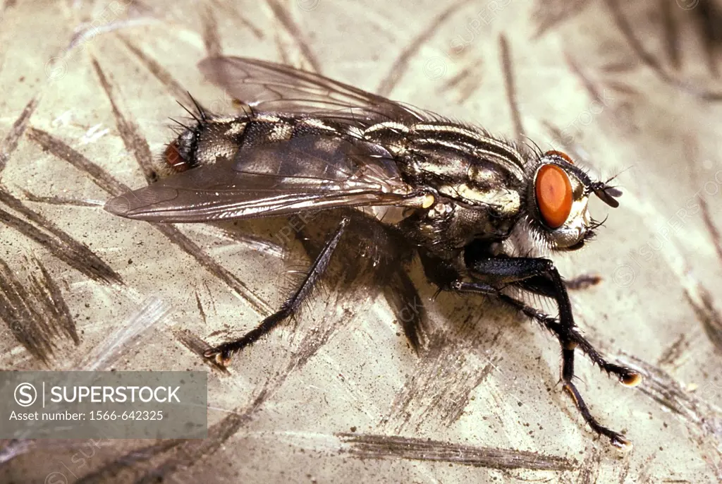 close up of typical house fly Musca domestica