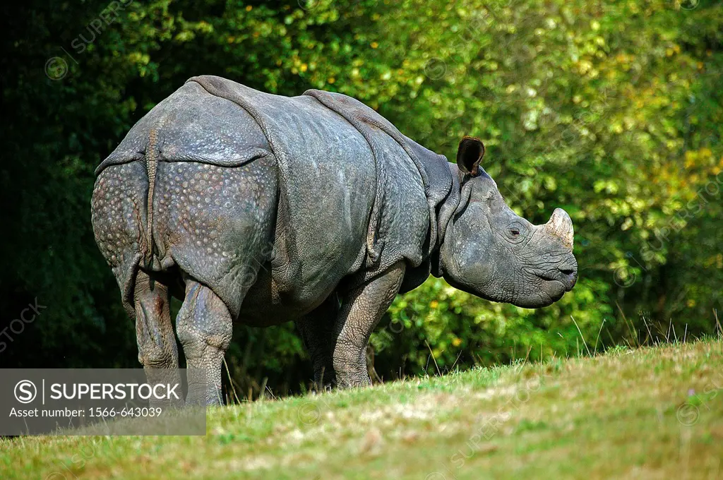 INDIAN RHINOCEROS rhinoceros unicornis