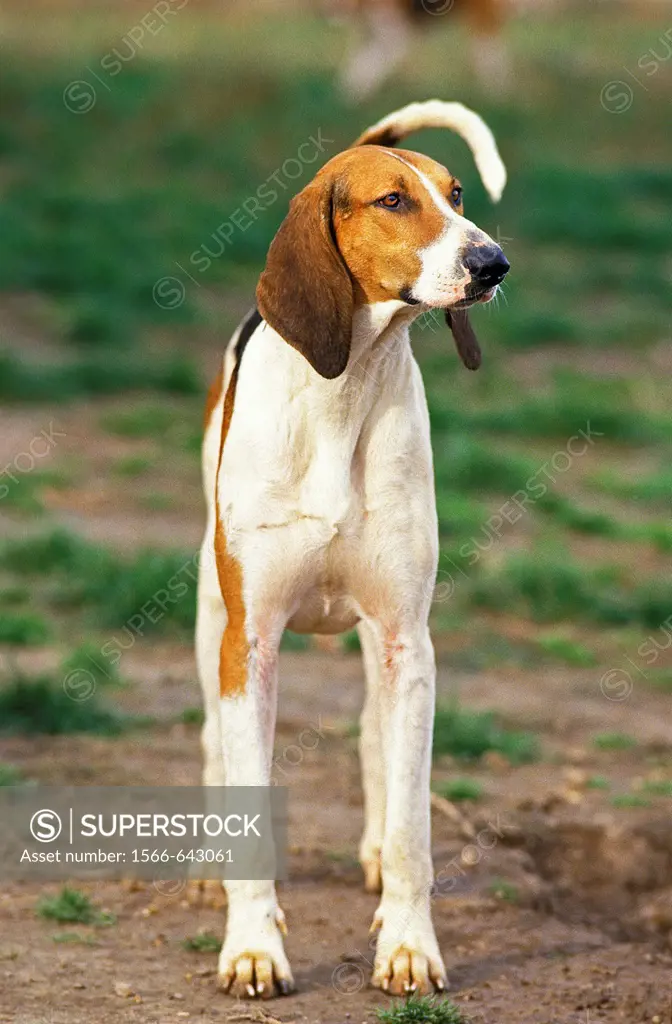 GREAT ANGLO-FRENCH TRICOLOUR HOUND, ADULT