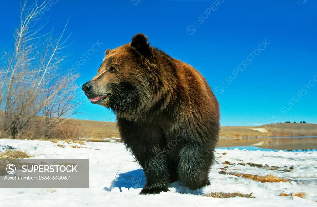 KODIAK BEAR ursus arctos middendorffi, ADULT STANDING ON SNOW, ALASKA