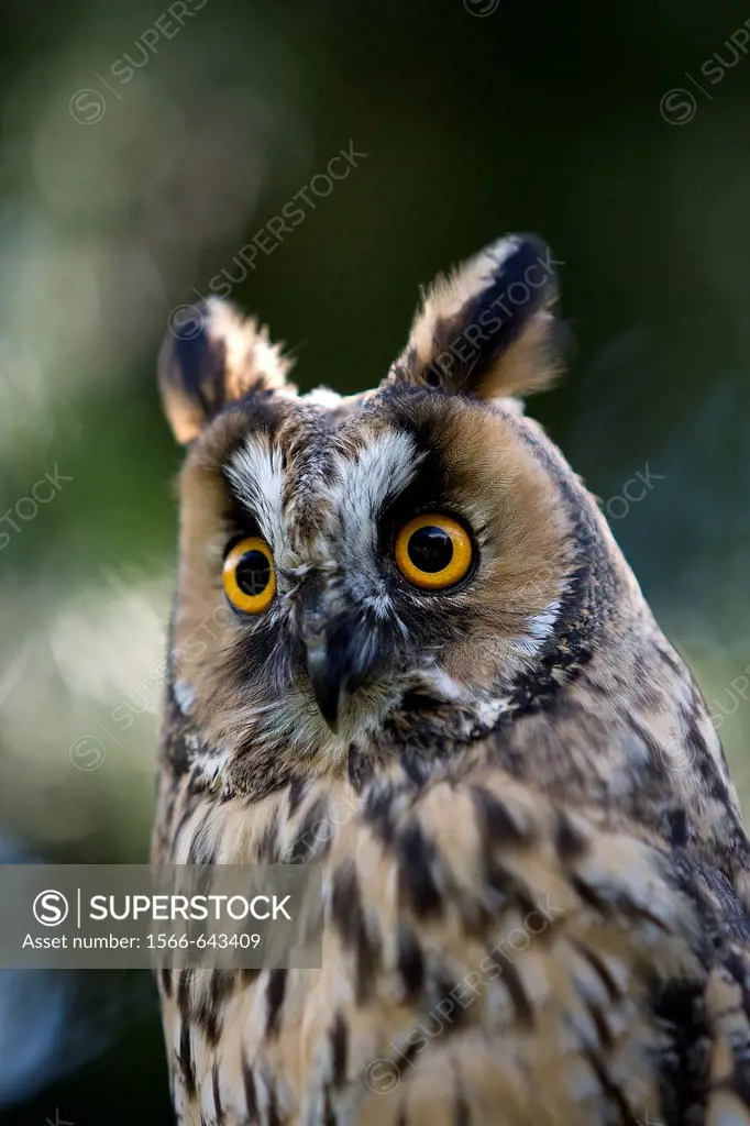 LONG-EARED OWL asio otus, PORTRAIT OF ADULT, NORMANDY