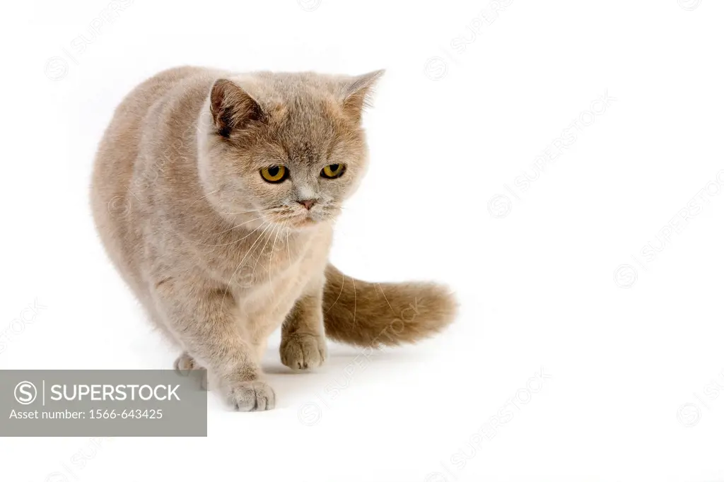 BLUE CREAM BRITISH SHORTHAIR DOMESTIC CAT, FEMALE AGAINST WHITE BACKGROUND