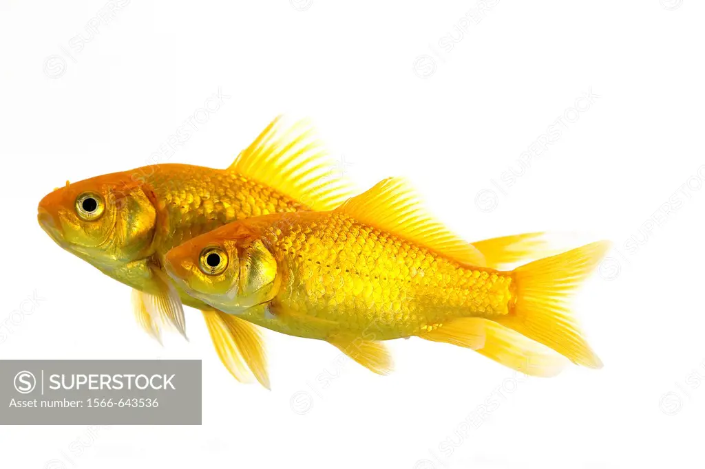 Goldfish, carassius auratus, Adults Against White Background