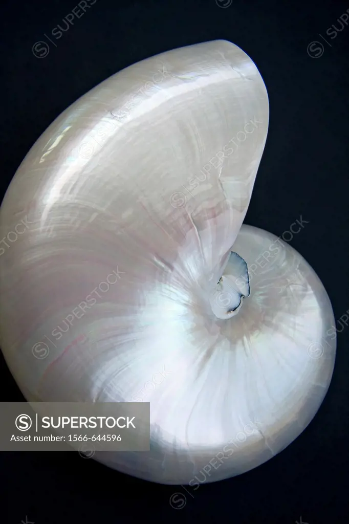 Iridescent Nautilus Shell