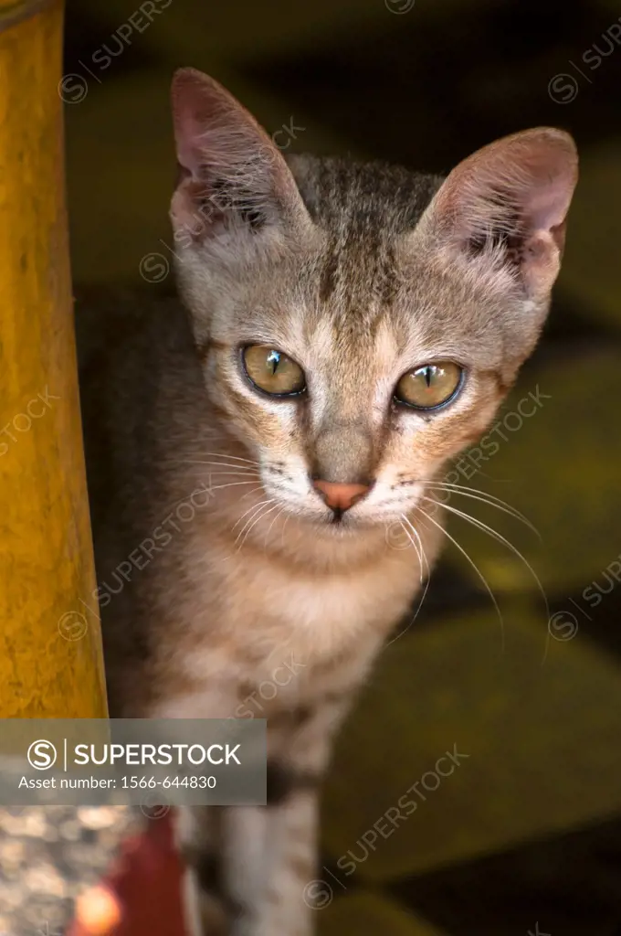 Young cat peeping from a beach hut patio in Kerala, India