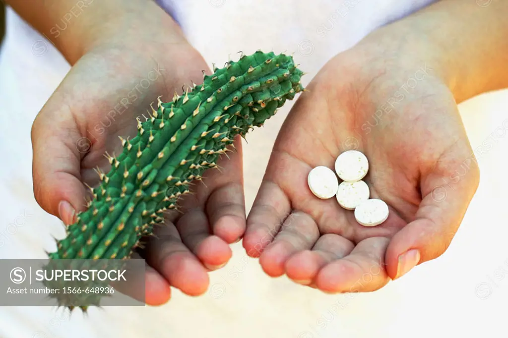 Hoodia gordonii and pills. The medicinal use of Hoodia is long known by the indigenous populations of Southern Africa (Bushman) and recently Hoodia ex...