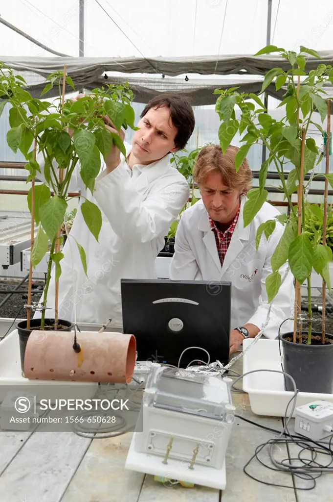 Researchers installing fruit growth sensors, pepper culture, greenhouses, Neiker-Tecnalia, Institute for Agricultural Research and Development, Derio,...