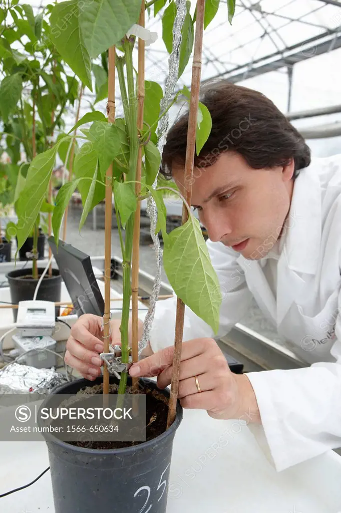 Researcher installing fruit growth sensors, pepper culture, greenhouses, Neiker-Tecnalia, Institute for Agricultural Research and Development, Derio, ...