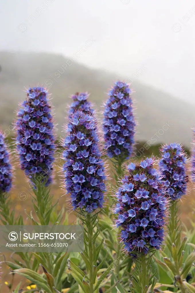 Viper´s bugloss. Echium Fastuosum. Pride of Madeira. Area of Pico do Arieiro. Parque Natural da Madeira.