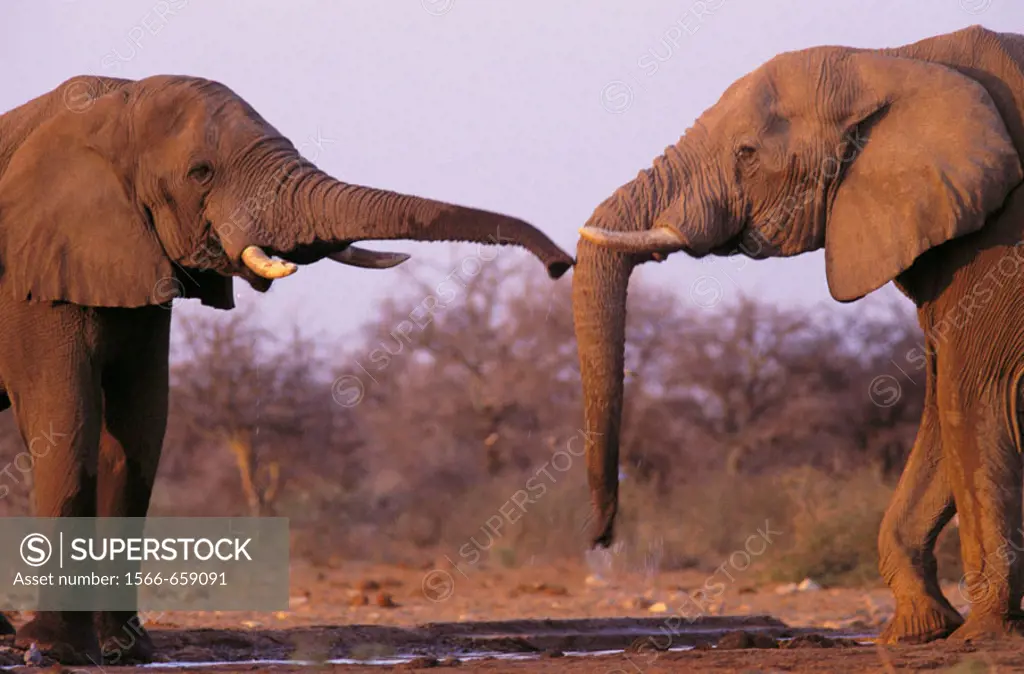 Etosha. Namibia