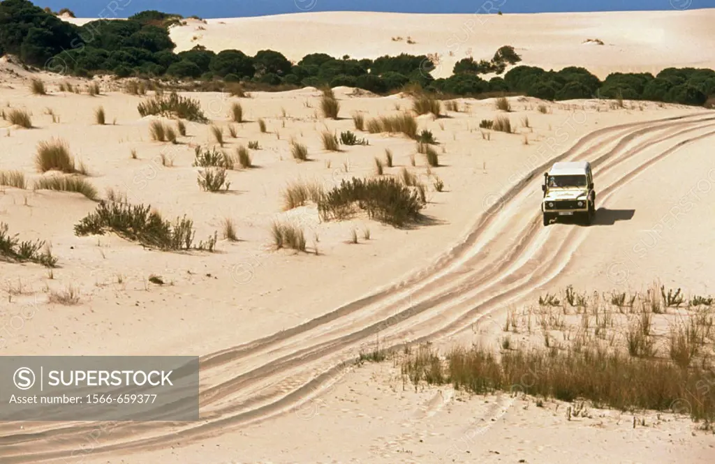 Dunes. Doñana National Park. Huelva province. Spain