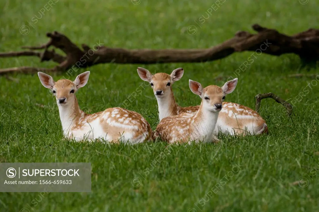 Fallow Deers (Cervus dama). Three Fawns